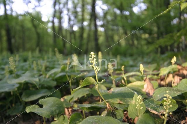 Dalkruid (Maianthemum bifolium)