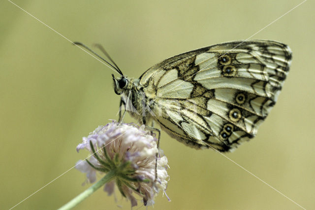 Marbled White (Melanargia galathea)