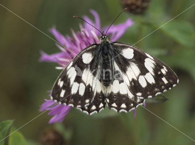 Dambordje (Melanargia galathea)