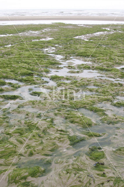 Hollow green weed (Enteromorpha intestinalis)