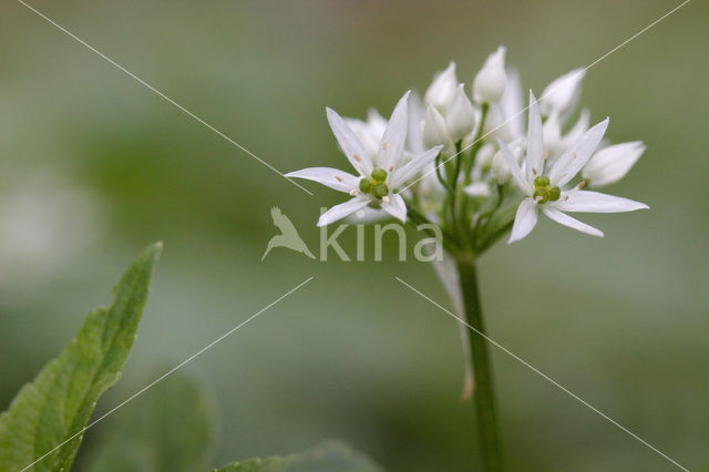 Ramsons (Allium ursinum)