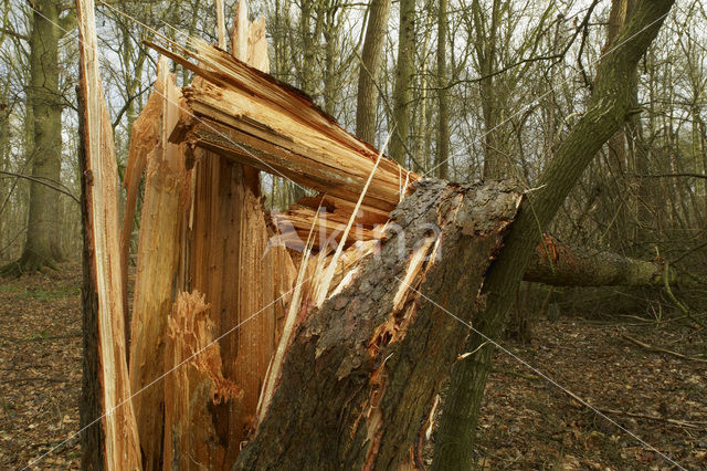 De Mortelen en Heerenbeek