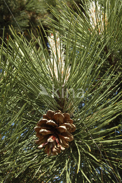Pine tree (Pinus spec.)