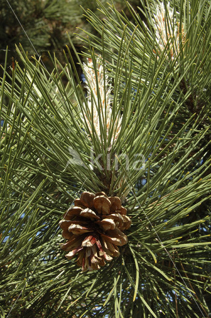 Den (Pinus spec.)