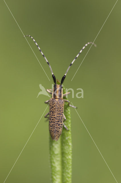 Golden-bloomed Grey longhorn (Agapanthia villosoviridescens)