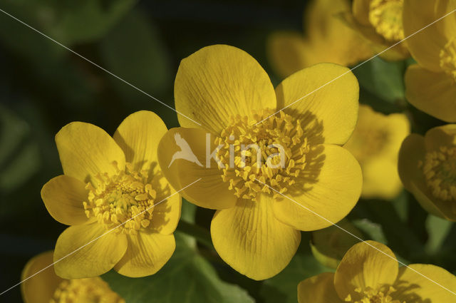Marsh Marigold (Caltha palustris)