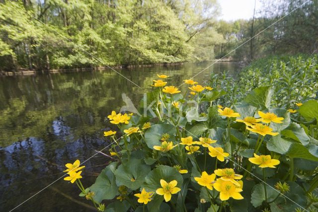 Dotterbloem (Caltha palustris)