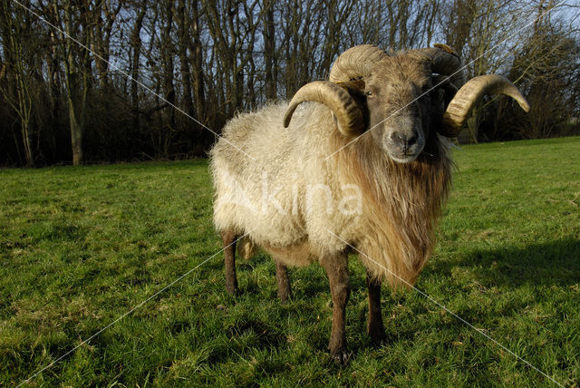 Drents heideschaap (Ovis domesticus)
