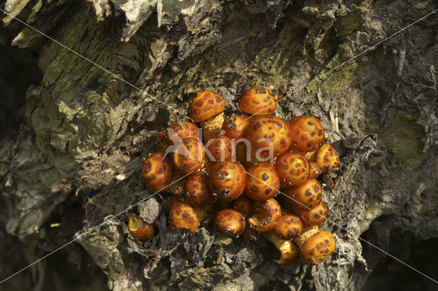 Honey Mushroom (Armillaria mellea)