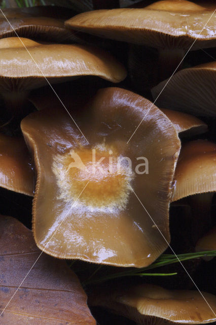 Honey Mushroom (Armillaria mellea)