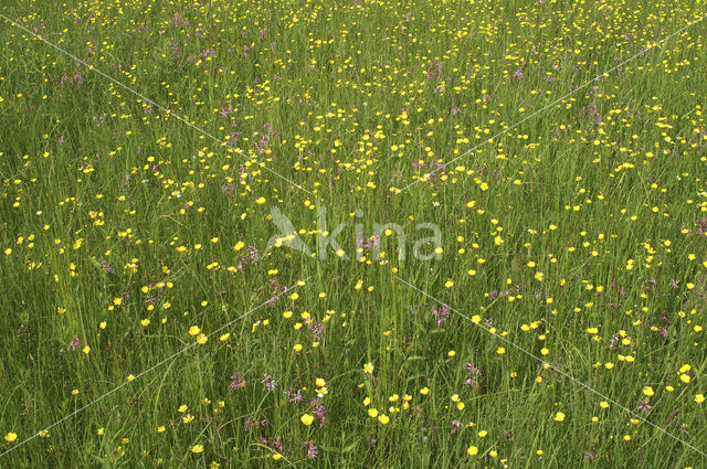 Echte koekoeksbloem (Lychnis flos-cuculi)