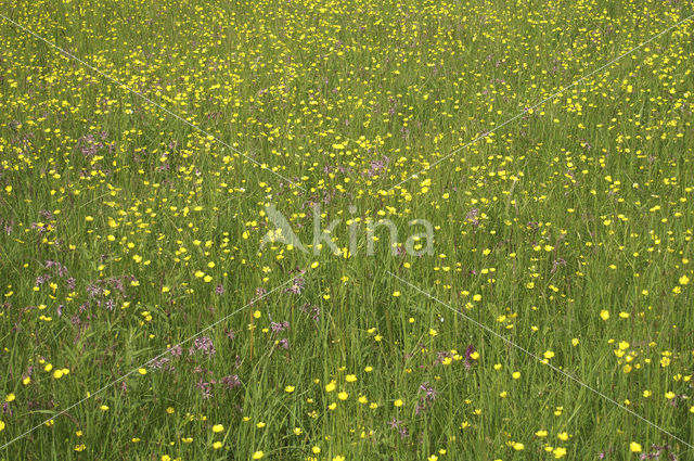 Echte koekoeksbloem (Lychnis flos-cuculi)