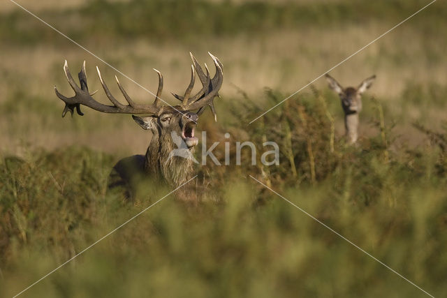 Red Deer (Cervus elaphus)