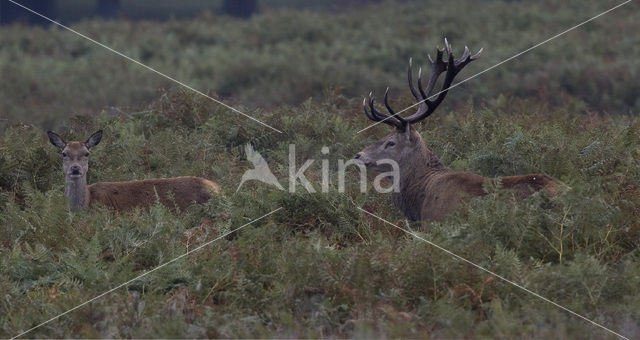 Red Deer (Cervus elaphus)