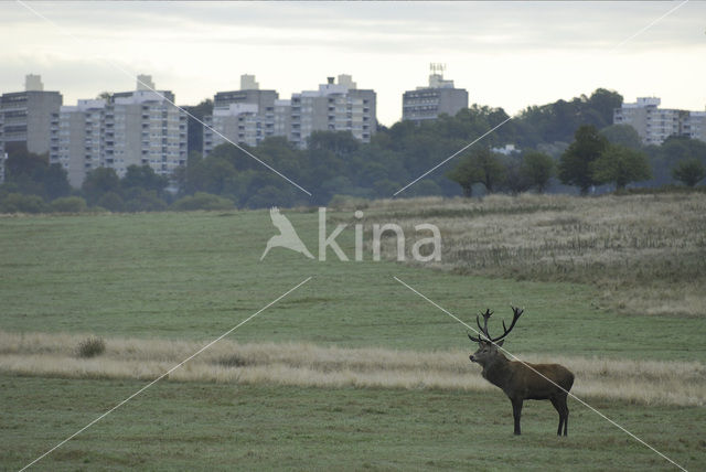 Red Deer (Cervus elaphus)