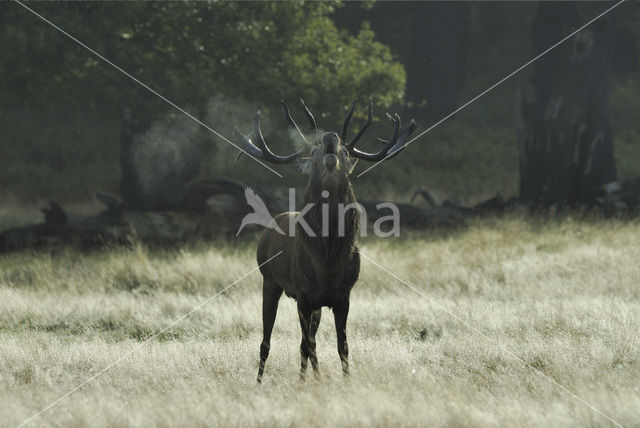 Edelhert (Cervus elaphus)