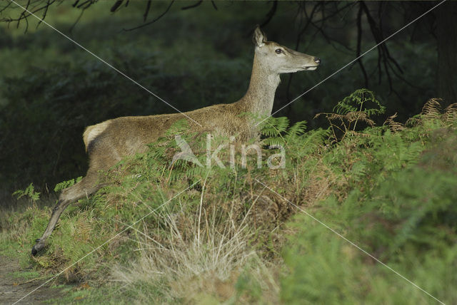 Edelhert (Cervus elaphus)