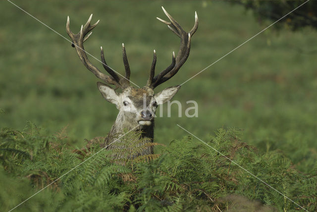 Red Deer (Cervus elaphus)