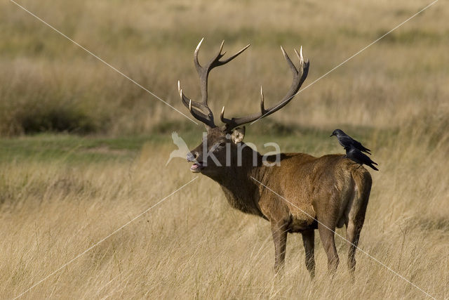 Red Deer (Cervus elaphus)