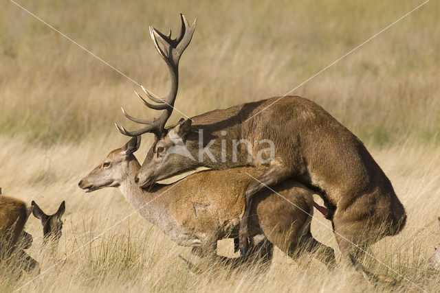 Red Deer (Cervus elaphus)