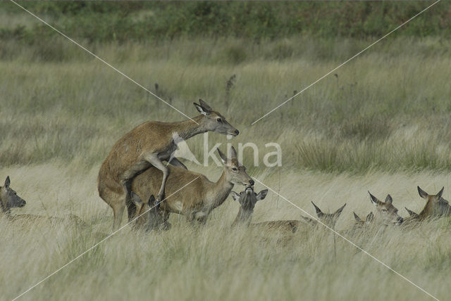 Red Deer (Cervus elaphus)