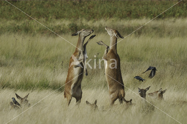 Red Deer (Cervus elaphus)