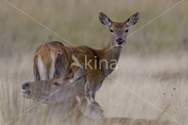 Red Deer (Cervus elaphus)