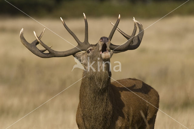 Edelhert (Cervus elaphus)