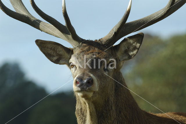 Red Deer (Cervus elaphus)