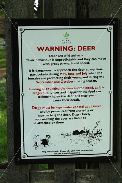 Edelhert (Cervus elaphus)