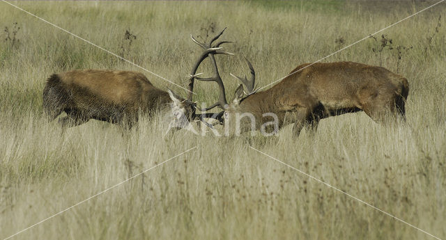 Red Deer (Cervus elaphus)