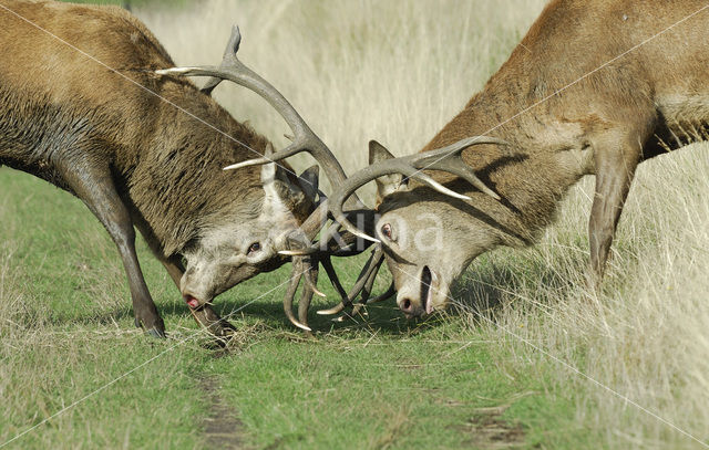 Red Deer (Cervus elaphus)