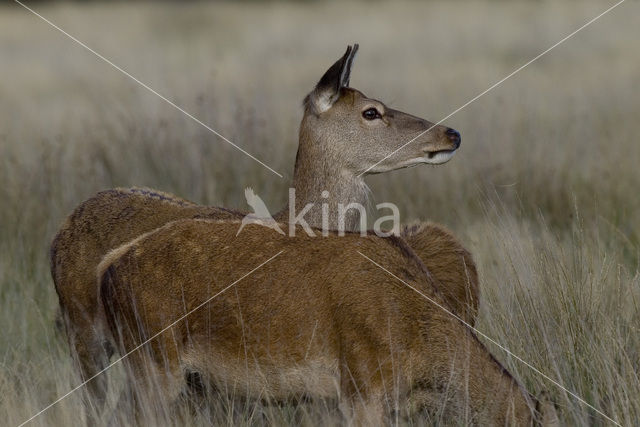 Red Deer (Cervus elaphus)