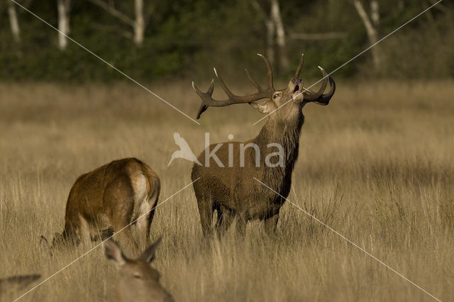 Edelhert (Cervus elaphus)