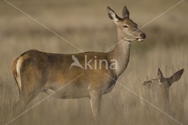 Edelhert (Cervus elaphus)