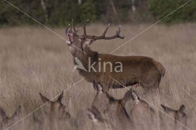 Red Deer (Cervus elaphus)