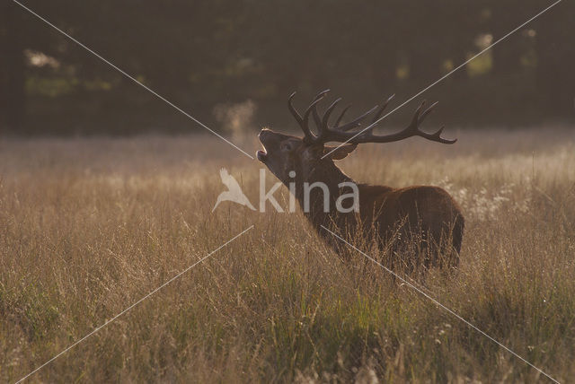 Red Deer (Cervus elaphus)