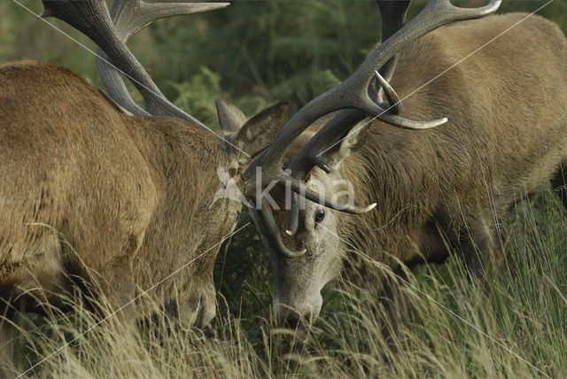 Red Deer (Cervus elaphus)