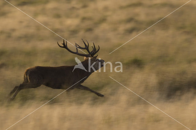 Red Deer (Cervus elaphus)