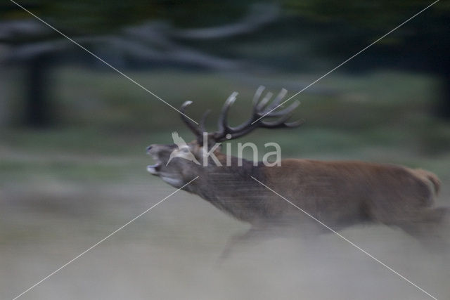 Edelhert (Cervus elaphus)