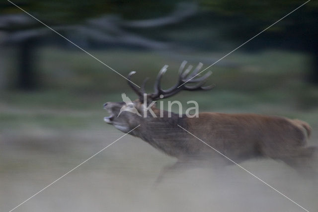 Red Deer (Cervus elaphus)