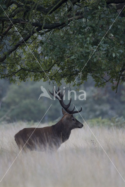 Edelhert (Cervus elaphus)