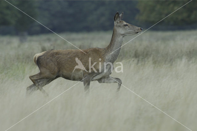 Red Deer (Cervus elaphus)