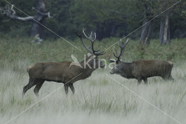 Edelhert (Cervus elaphus)