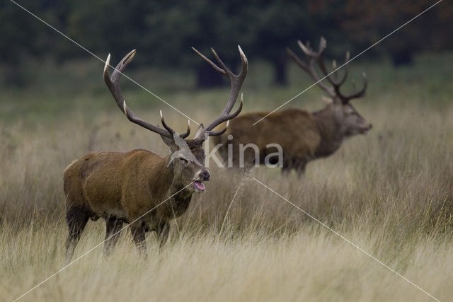 Red Deer (Cervus elaphus)