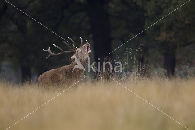 Red Deer (Cervus elaphus)