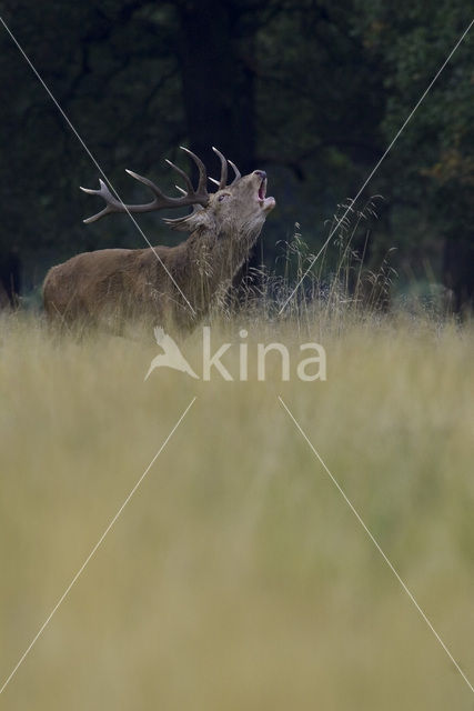 Edelhert (Cervus elaphus)