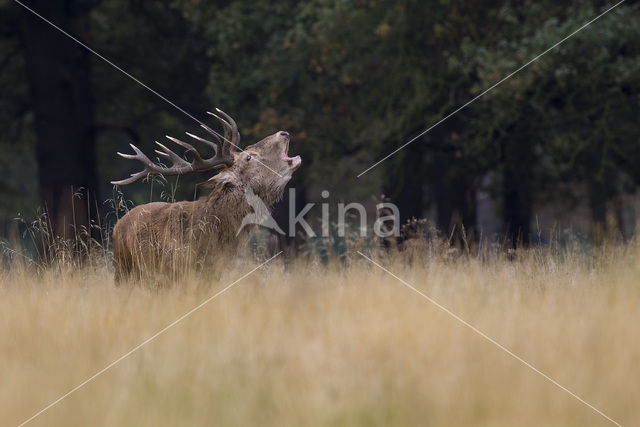 Red Deer (Cervus elaphus)