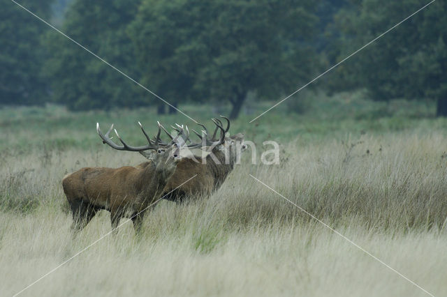 Edelhert (Cervus elaphus)