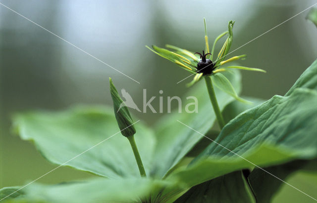 Herb-Paris